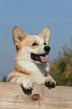 CORGI PEMBROKE 1097